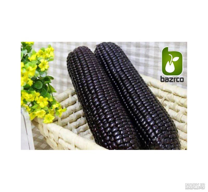 نوع ریشه گیاه ذرت کلاس سوم