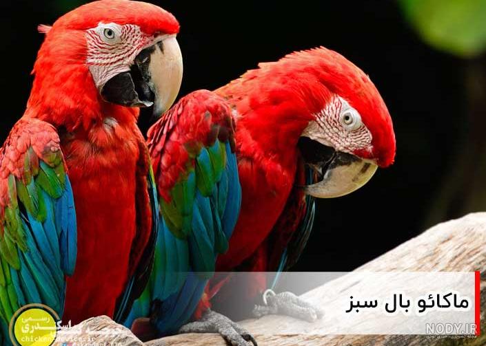 انواع طوطی های موجود در ایران انواع طوطی های موجود در ایران