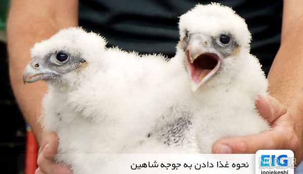 انواع قوش انواع قوش