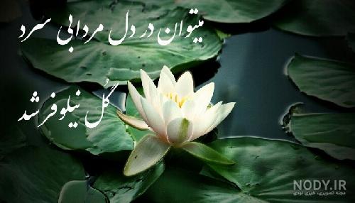 انواع گل نیلوفر آبی انواع گل نیلوفر آبی