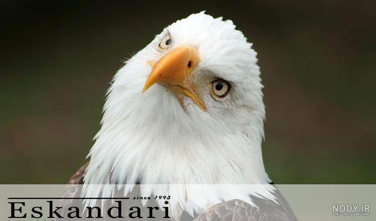 تشخیص سن شاهین تشخیص سن شاهین