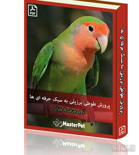 تغذیه طوطی برزیلی در زمان تخمگذاری تغذیه طوطی برزیلی در زمان تخمگذاری