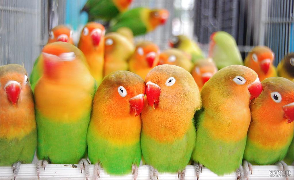 خرید غذای طوطی برزیلی خرید غذای طوطی برزیلی