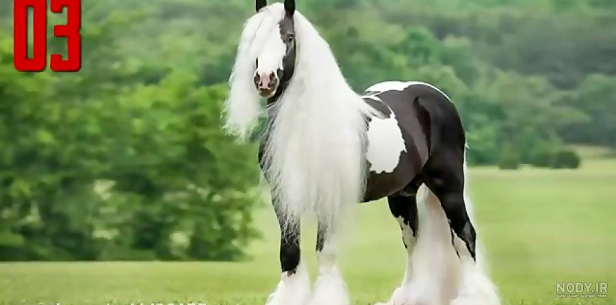 عکس اسب سیاه سفید عکس اسب سیاه سفید