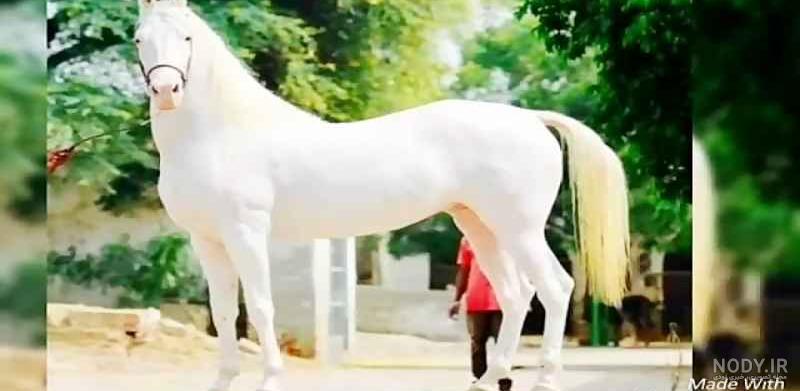 عکس اسب و دختر برای پروفایل عکس اسب و دختر برای پروفایل