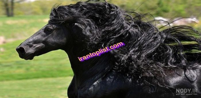 عکس اسب و دختر برای پروفایل عکس اسب و دختر برای پروفایل