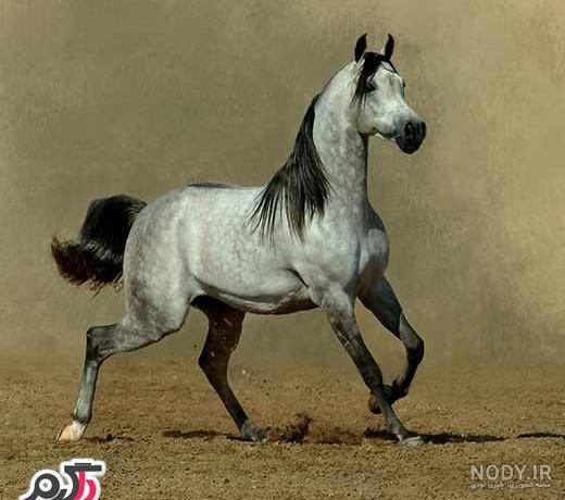 عکس اسب وحشی عکس اسب وحشی