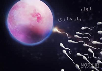 عکس بارداری هفته اول