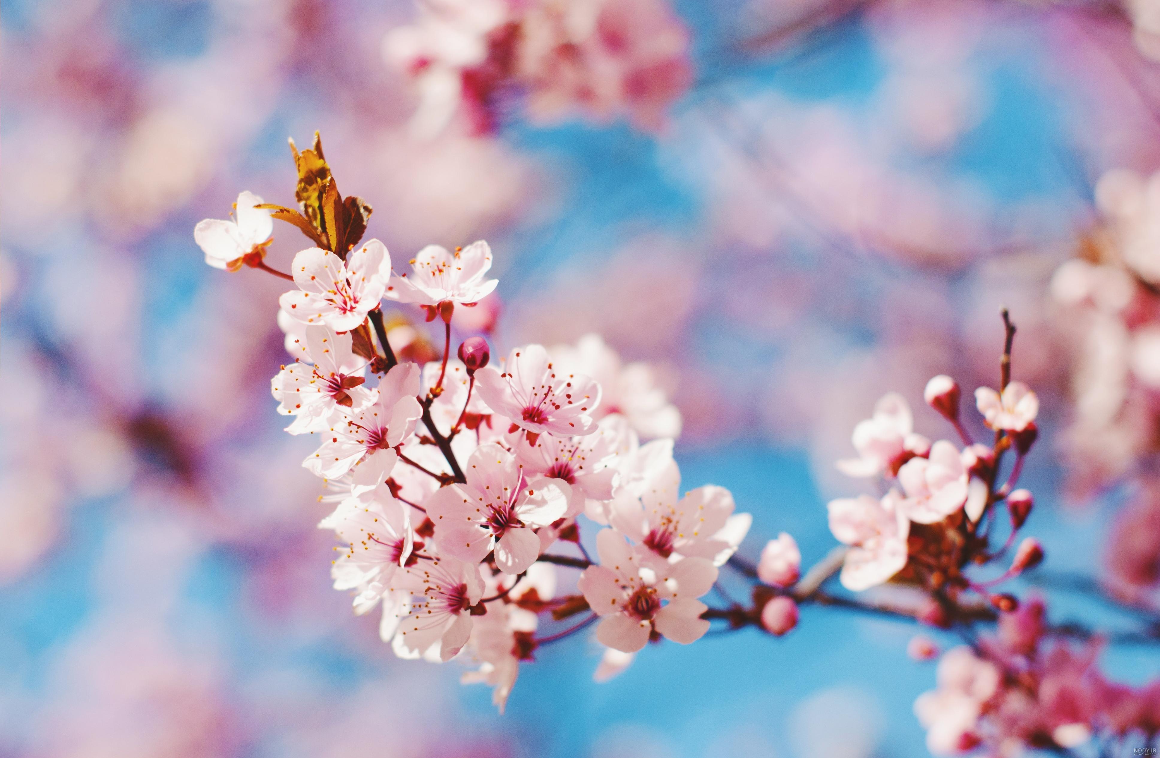 عکس طبیعت برای دسکتاپ با کیفیت بالا