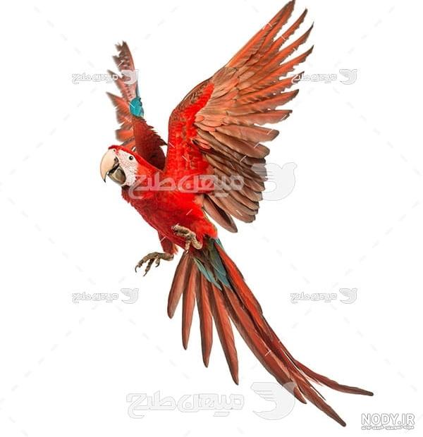 عکس طوطی سبز عکس طوطی سبز