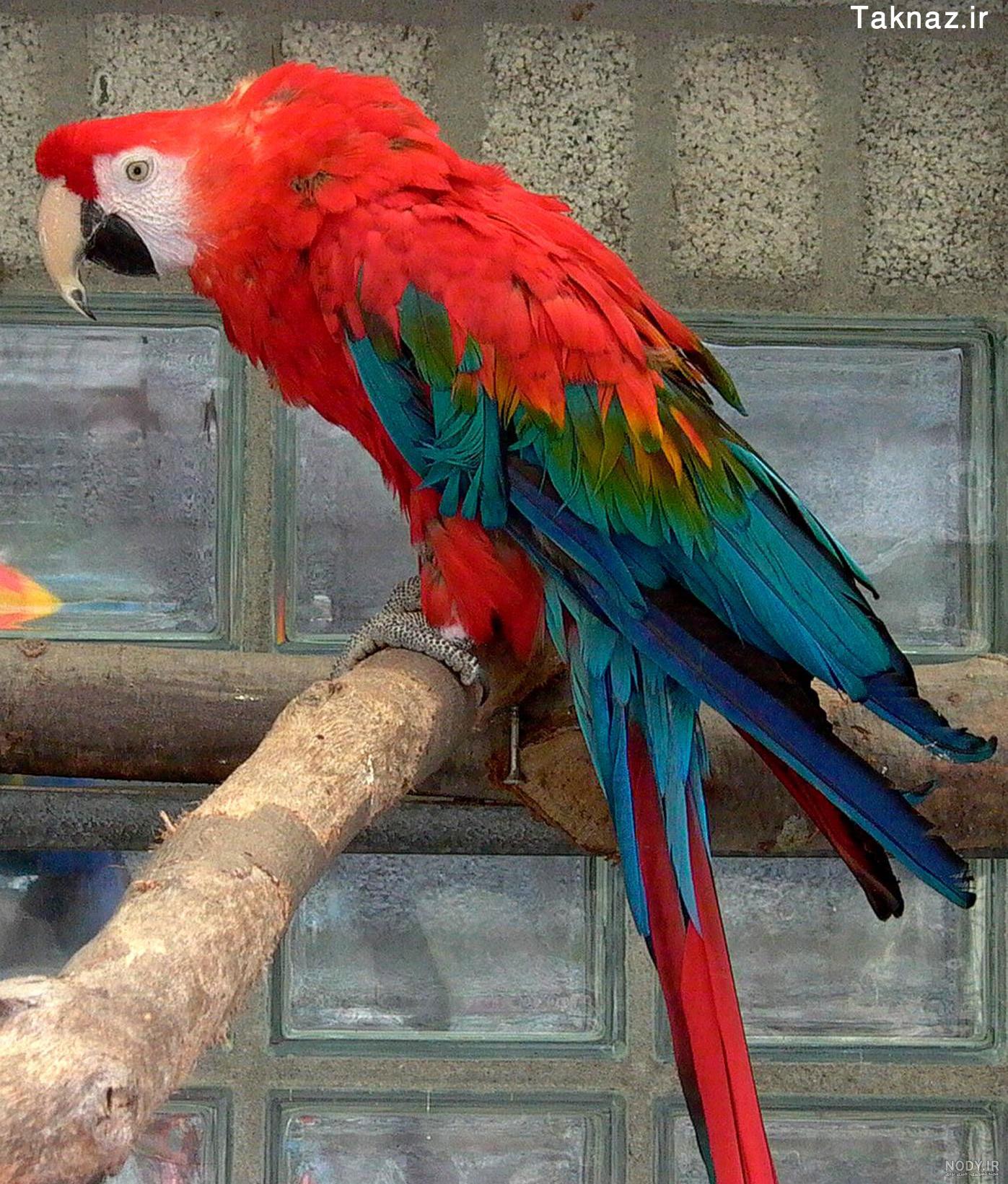 عکس طوطی سبز عکس طوطی سبز
