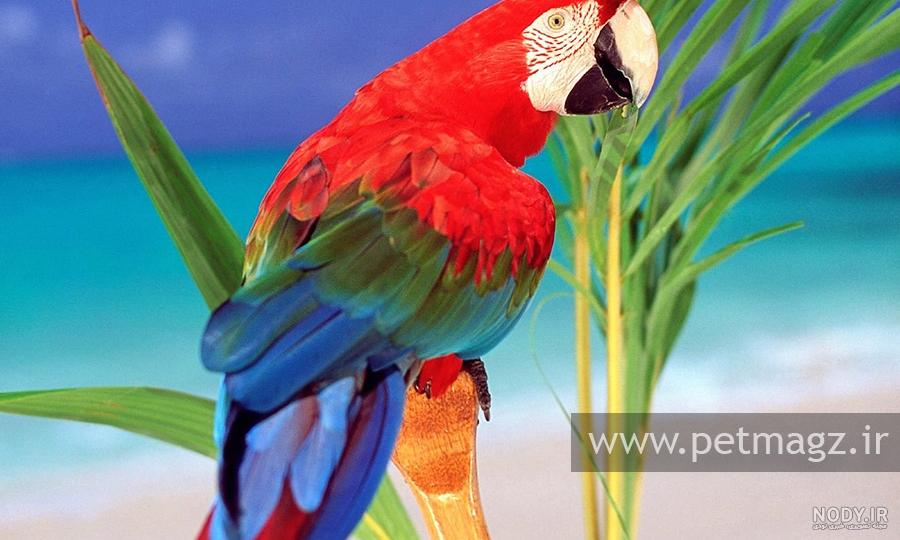 عکس طوطی قرمز عکس طوطی قرمز