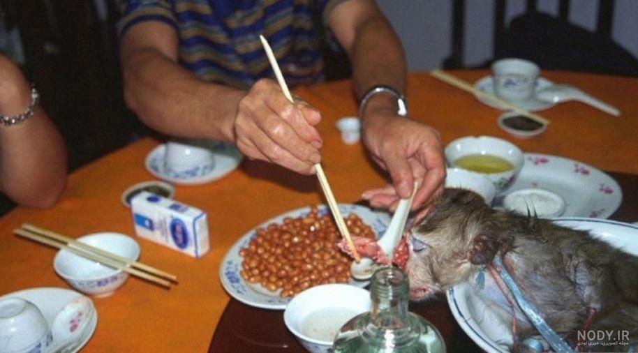 عکس غذا خوردن حیوانات