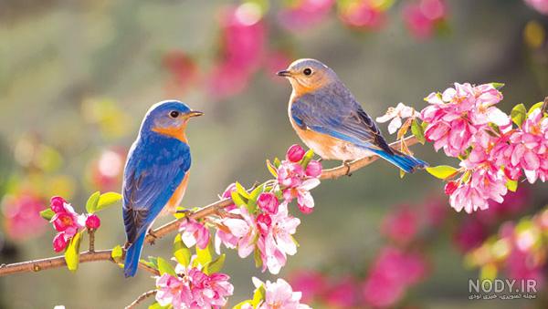 عکس فصل بهار برای پروفایل