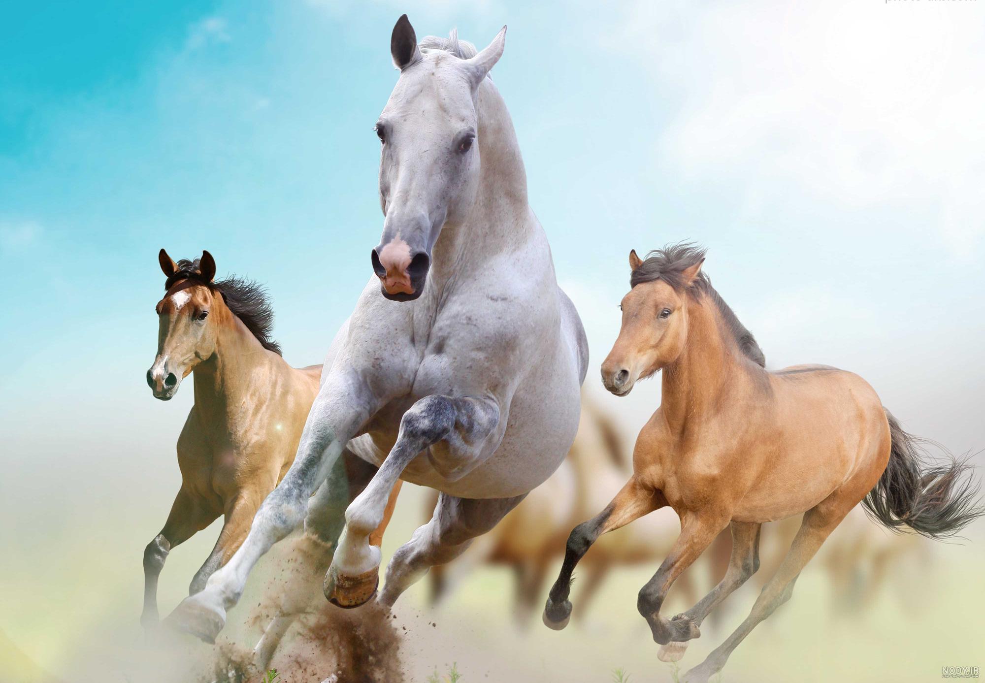 عکس قشنگ ترین اسب عکس قشنگ ترین اسب