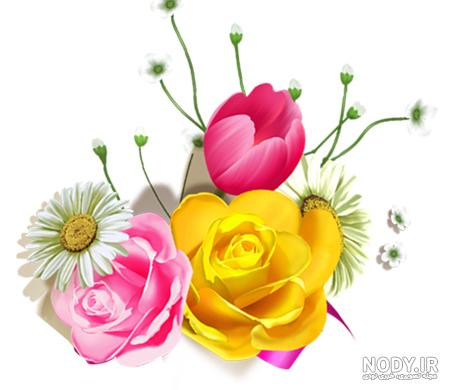 عکس گل رز سفید و قرمز عکس گل رز سفید و قرمز