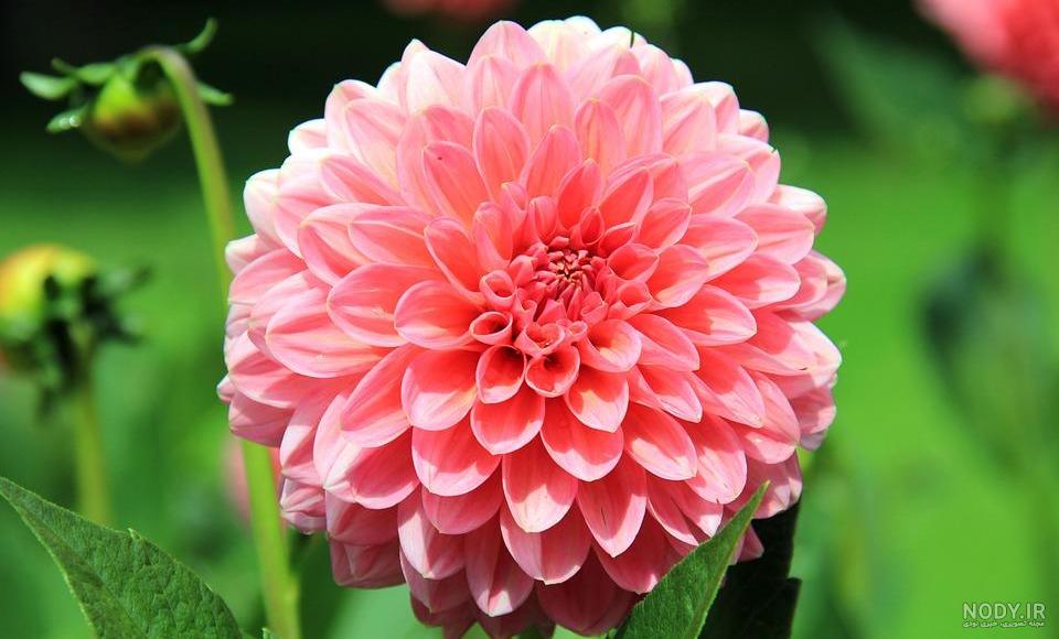 عکس گل نوشته دار عکس گل نوشته دار
