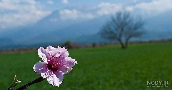 عکسهای بهار قشنگ عکسهای بهار قشنگ