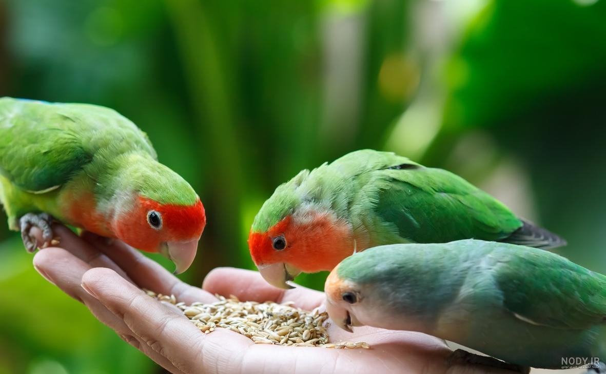 غذای طوطی دیجی کالا غذای طوطی دیجی کالا