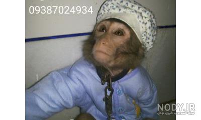 قیمت میمون رزوس