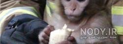 قیمت میمون کوچک خانگی