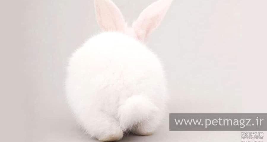 گونه های خرگوش