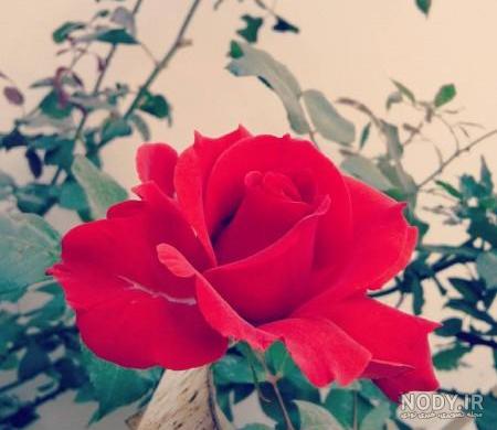 اموزش گل محمدی با خمیر چینی اموزش گل محمدی با خمیر چینی