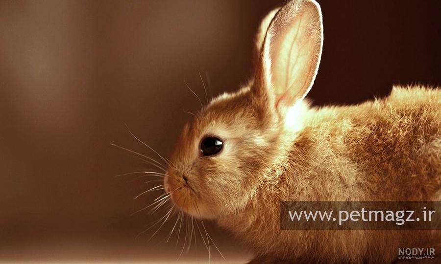 انیمیشن خرگوش بلا انیمیشن خرگوش بلا