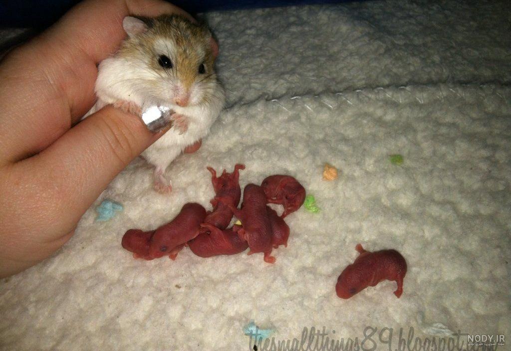 بچه خواری همستر بچه خواری همستر