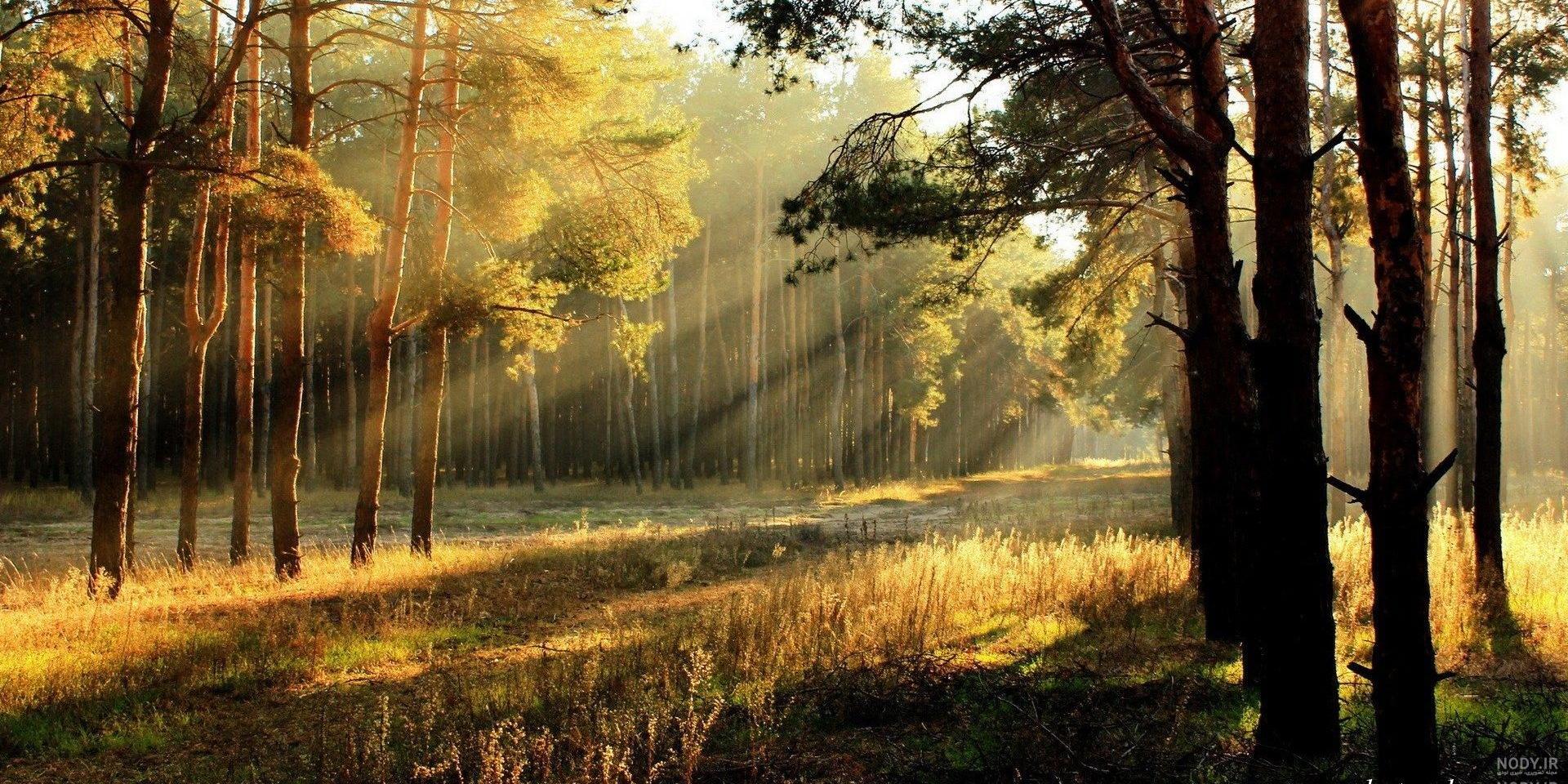 تصاویر طلوع خورشید در جنگل