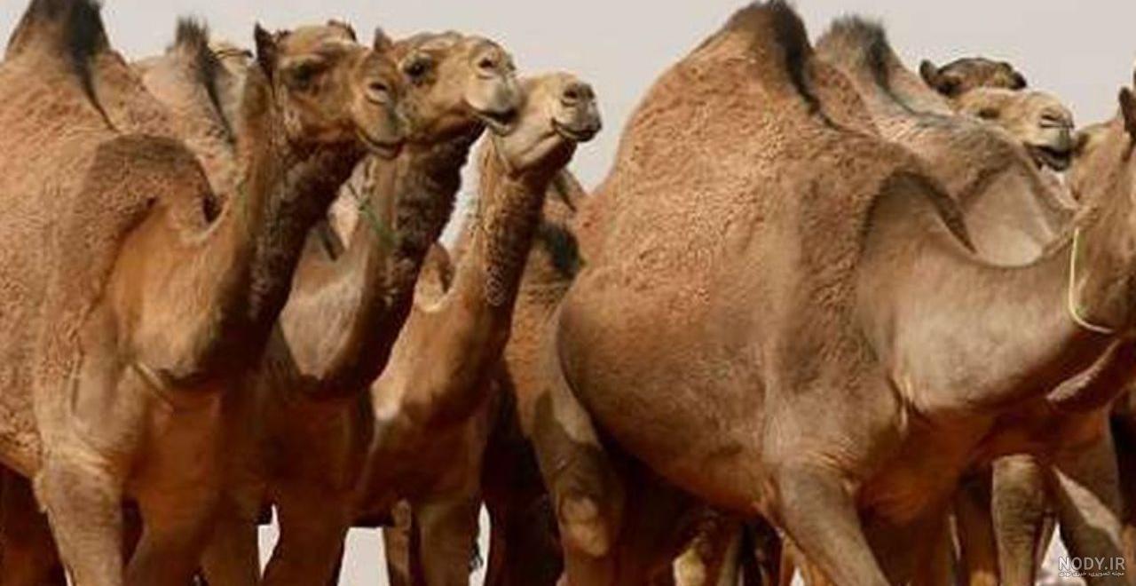جواب معمای شتر در صورت انسان جواب معمای شتر در صورت انسان