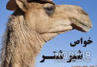جوشاندن شیر شتر جوشاندن شیر شتر