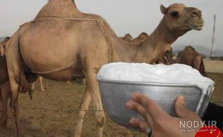 جوشاندن شیر شتر طب سنتی جوشاندن شیر شتر طب سنتی