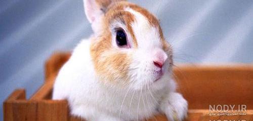 خرگوش زبل 2 خرگوش زبل 2