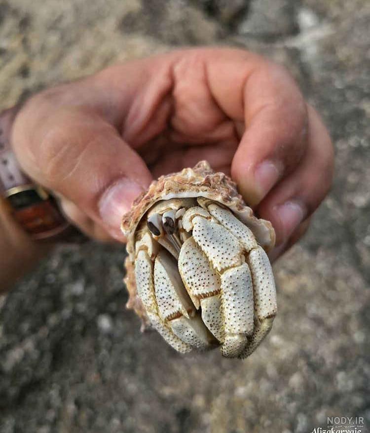 خرید خرچنگ خوراکی در تهران