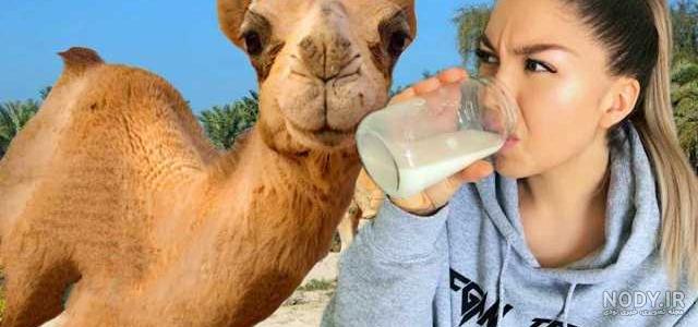 خواص شیر شتر برای ریه خواص شیر شتر برای ریه