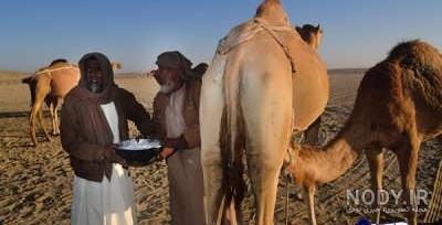 خواص شیر شتر برای سرطان خواص شیر شتر برای سرطان