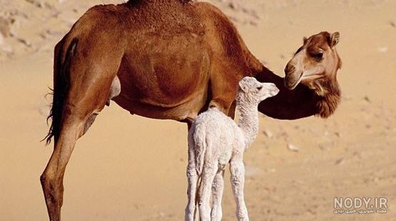 خواص شیر شتر برای کودکان خواص شیر شتر برای کودکان