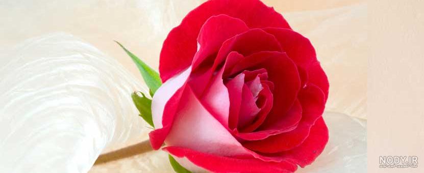 ساخت گل رز با خمیر چینی ساخت گل رز با خمیر چینی