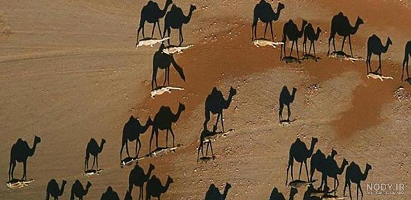 سگ را پیدا کنید سگ را پیدا کنید