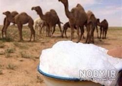 عوارض شیر شتر عوارض شیر شتر