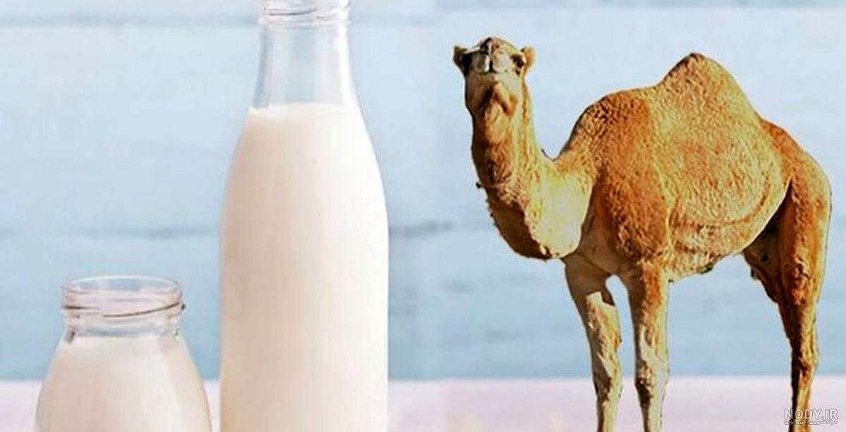 عکس شیر شتر