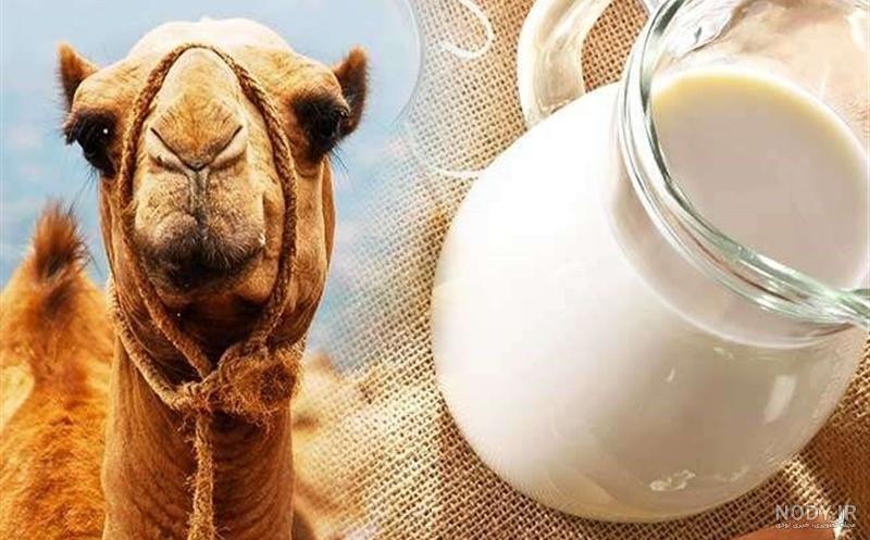 عکس شیر و دوغ شتر عکس شیر و دوغ شتر