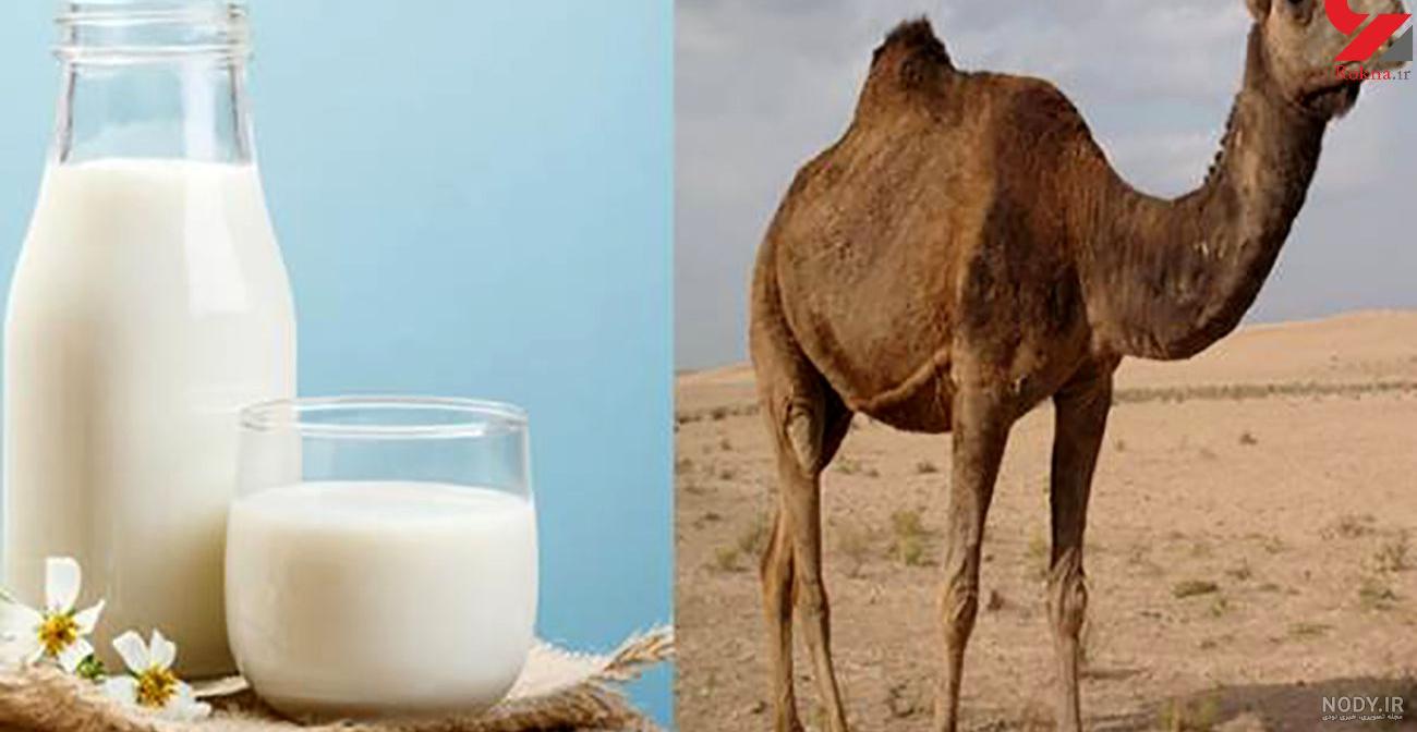 عکس شیر و شتر عکس شیر و شتر