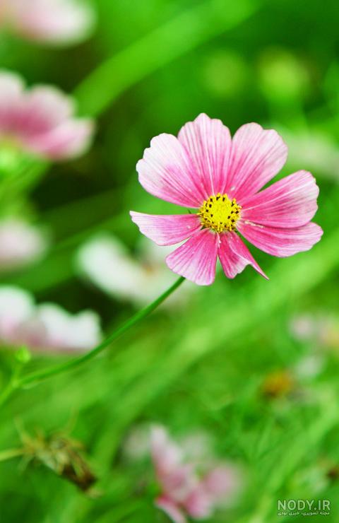عکس مخصوص صفحه گوشی