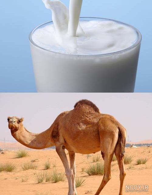 فواید شیر شتر فواید شیر شتر