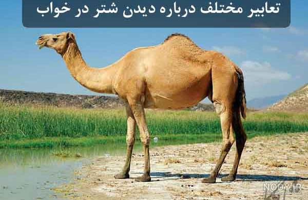 معما با جواب معما با جواب