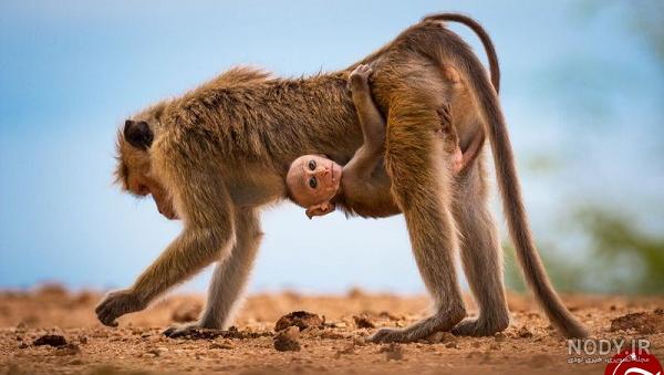 انواع شامپانزه ها