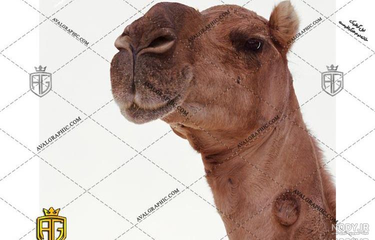 تحقیق درباره شتر برای کودکان تحقیق درباره شتر برای کودکان