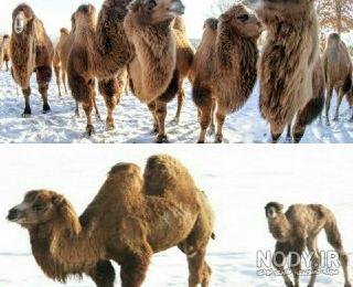 خواص کف پای شتر خواص کف پای شتر